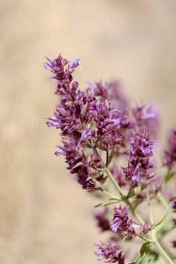 Gran Canaria 'dan Flora - Salvia canariensis, Kanarya adası adaçayı doğal makro çiçekli arka plan