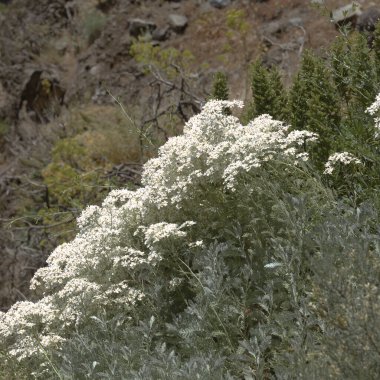 Gran Canaria 'dan Flora - Gonospermum ptarmiciflorum, gümüş tansi, adaya özgü ve Caldera de Tejeda' nın yamacındaki vahşi bir yangından birkaç yıl sonra soyu tükenmekte olan bitkiler.