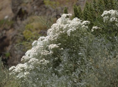 Gran Canaria 'dan Flora - Gonospermum ptarmiciflorum, gümüş tansi, adaya özgü ve Caldera de Tejeda' nın yamacındaki vahşi bir yangından birkaç yıl sonra soyu tükenmekte olan bitkiler.