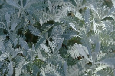 Gran Canaria 'dan Flora - Gonospermum ptarmiciflorum, gümüş tansi, adaya özgü ve vahşi doğada nesli tükenmekte olan yapraklar