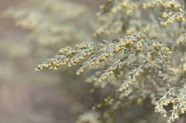 Gran Canaria 'dan Flora - Artemisia thuscula, yüksek aromatik özellikleri ve doğal makro çiçek arkaplanından dolayı yerel olarak Incense olarak adlandırılır
