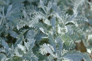 Gran Canaria 'dan Flora - Gonospermum ptarmiciflorum, gümüş tansi, adaya özgü ve vahşi doğada nesli tükenmekte olan yapraklar