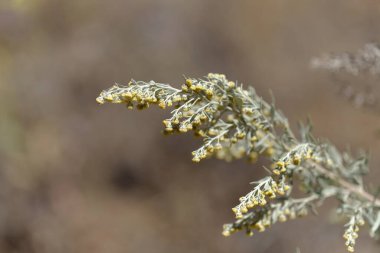 Gran Canaria 'dan Flora - Artemisia thuscula, yüksek aromatik özellikleri ve doğal makro çiçek arkaplanından dolayı yerel olarak Incense olarak adlandırılır
