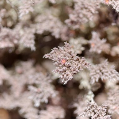 Gran Canaria 'dan Flora - Kanarya Adaları' na özgü Polycarpaea nivea bitkisi