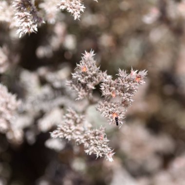 Gran Canaria 'dan Flora - Kanarya Adaları' na özgü Polycarpaea nivea bitkisi