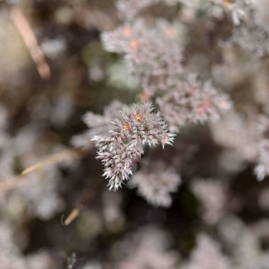 Gran Canaria 'dan Flora - Kanarya Adaları' na özgü Polycarpaea nivea bitkisi