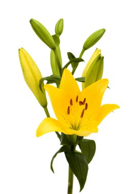 Sarı Çilli Melez Lily