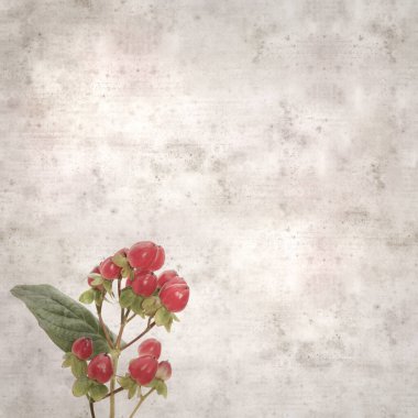 hiperikum inodorum kırmızı meyveli eski kağıt arka plan, uzun tutsan