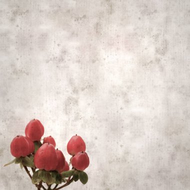 hiperikum inodorum kırmızı meyveli eski kağıt arka plan, uzun tutsan