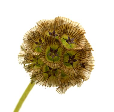 Lomelosia stellata, yıldız çiçeği iğneliği, tohum başı beyaz arka planda izole 