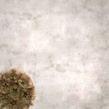 Lomelosia stellata 'nın tohum başı kağıt ay ile dokulu eski kağıt arkaplan