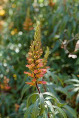 Gran Canaria 'dan Flora - Isoplexis isabelliana' nın turuncu ve kırmızı çiçekleri, Gran Canaria 'ya özgü bitki türleri, Kanarya Çam ormanları ve doğal makro çiçekli arka plan ile ilişkilidir.