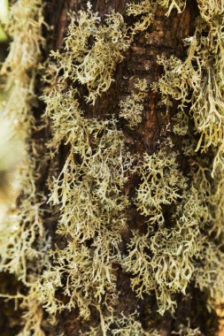 Gran Canaria 'nın biyografisi - oakmoss, Evernia prunastri, küçük ağaç dalları üzerinde