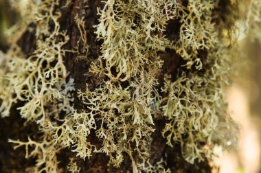 Gran Canaria 'nın biyografisi - oakmoss, Evernia prunastri, küçük ağaç dalları üzerinde