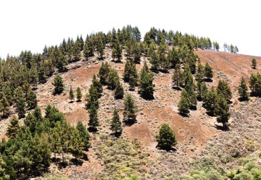 Büyük Kanarya, San Mateo belediyesinin manzarası, turuncu volkanik çakıl dağı Montana del Cosdeso