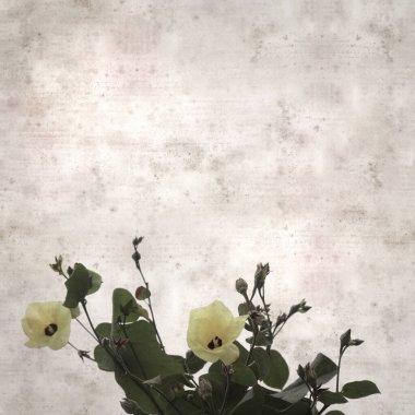 Hibiscus tiliaceus çiçekleri, sahil ambargosu içeren eski ve şık kağıt kaplama arka plan