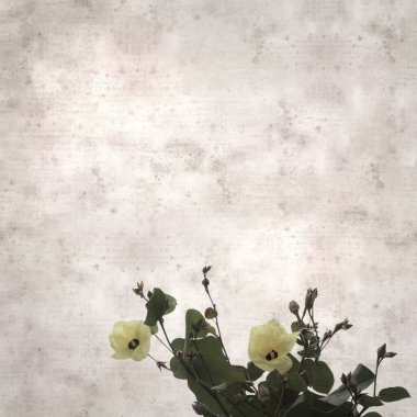 Hibiscus tiliaceus çiçekleri, sahil ambargosu içeren eski ve şık kağıt kaplama arka plan