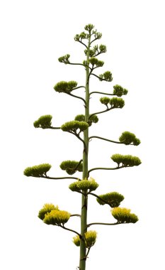 Gran Canaria 'dan Flora - Agave americana, nöbetçi bitki, tanıtımcı ve istilacı türler, beyaz üzerine izole edilmiş uzun infloresans