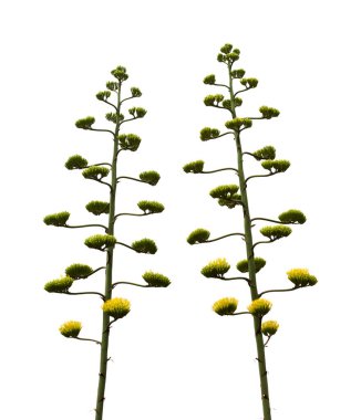 Gran Canaria 'dan Flora - Agave americana, nöbetçi bitki, tanıtımcı ve istilacı türler, beyaz üzerine izole edilmiş uzun infloresans