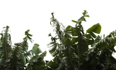 Büyük Kanarya Bahçesi - yaprakları rüzgarla şeritlere ayrılmış muz bitkileri 