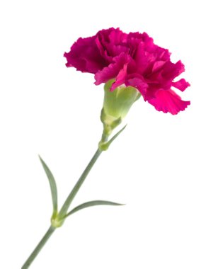 Ekvator 'dan karanfil çiçekleri, alışılmadık renklerde.