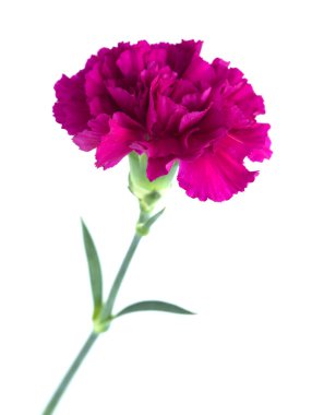 Ekvator 'dan karanfil çiçekleri, alışılmadık renklerde.