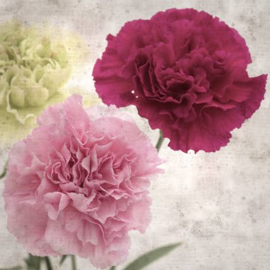 Melez karanfil çiçekleri ile kare biçiminde eski dokulu kağıt arka plan 