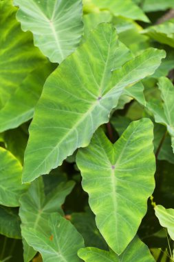 Gran Canaria 'dan Flora - Taro, Colocasia esculenta yaprakları, istilacı bitki kökü ve bitki kökü