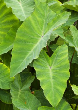 Gran Canaria 'dan Flora - Taro, Colocasia esculenta yaprakları, istilacı bitki kökü ve bitki kökü