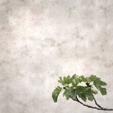 Frenlerde olgunlaşan incir meyvesi olan eski kağıt kaplamalı şık kare desenli arka plan