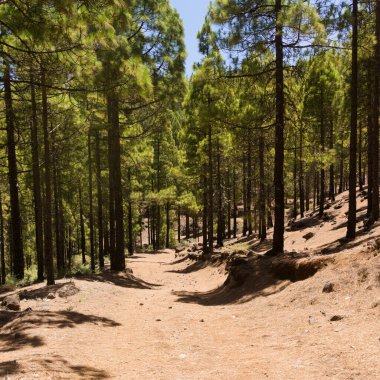 Gran Canaria, adanın merkezi anıtsal bölgesinin manzarası, Cruz de Tejeda ve San Mateo arasında yürüyüş rotası.