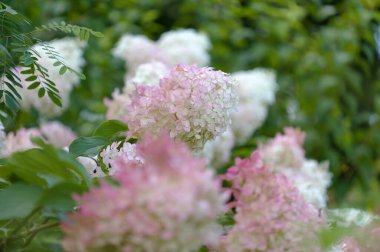 Ortanca paniği, paniklemiş ortanca, doğal makro çiçekli arka plan.