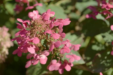 Ortanca paniği, paniklemiş ortanca, doğal makro çiçekli arka plan.