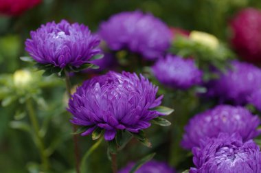 Callistephus chinensis, China aster veya yıllık aster