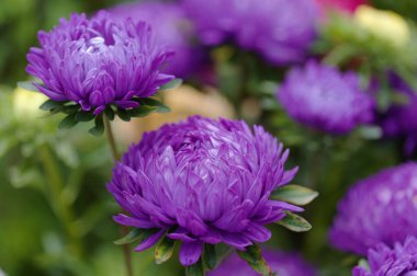Callistephus chinensis, China aster veya yıllık aster
