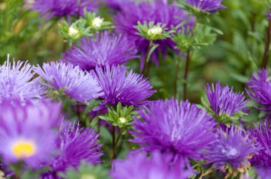 Callistephus chinensis, China aster veya yıllık aster