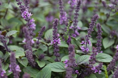 Mor fesleğen, çiçek, doğal makro çiçekli arka plan, sebze arsası.