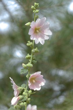 Soluk pembe gülhatmi çiçekleri, doğal çiçek arkaplanı.