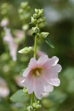 Soluk pembe gülhatmi çiçekleri, doğal çiçek arkaplanı.
