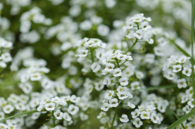 Lobularia maritima çiçekli bahçe çeşitleri, tatlı alyssum doğal makro çiçekli arka plan.