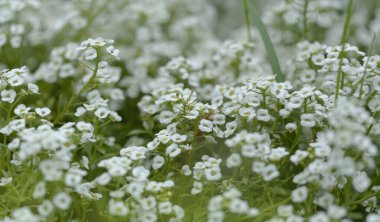 Lobularia maritima çiçekli bahçe çeşitleri, tatlı alyssum doğal makro çiçekli arka plan.