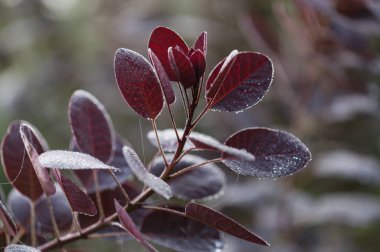 Cotinus, smoketree, sabah çiğ ile koyu kırmızı yapraklar, doğal makro çiçekli arka plan