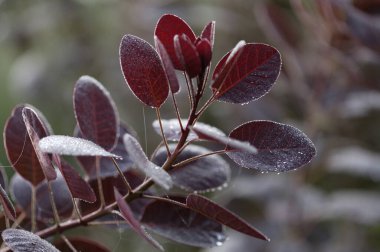Cotinus, smoketree, sabah çiğ ile koyu kırmızı yapraklar, doğal makro çiçekli arka plan