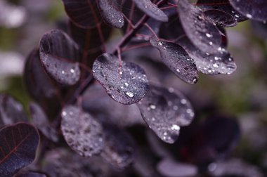 Cotinus, smoketree, sabah çiğ ile koyu kırmızı yapraklar, doğal makro çiçekli arka plan