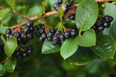 Aronia melanocarpa, kara böğürtlen, olgun böğürtlen kümeleri, bitki hasadı geçmişi