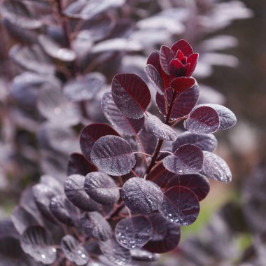 Cotinus, smoketree, sabah çiğ ile koyu kırmızı yapraklar, doğal makro çiçekli arka plan