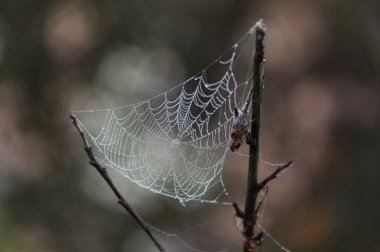 Küçük sabah çiğ damlacıklarıyla örümcek ağı, doğal makro arkaplan