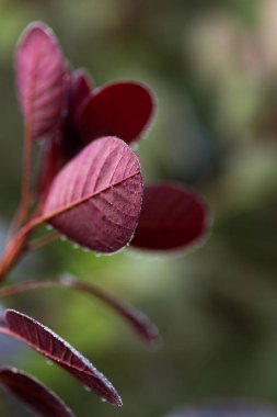 Cotinus, smoketree, sabah çiğ ile koyu kırmızı yapraklar, doğal makro çiçekli arka plan