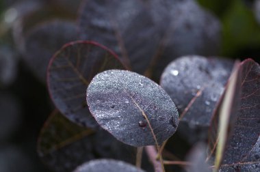 Cotinus, smoketree, sabah çiğ ile koyu kırmızı yapraklar, doğal makro çiçekli arka plan