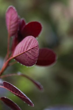 Cotinus, smoketree, sabah çiğ ile koyu kırmızı yapraklar, doğal makro çiçekli arka plan
